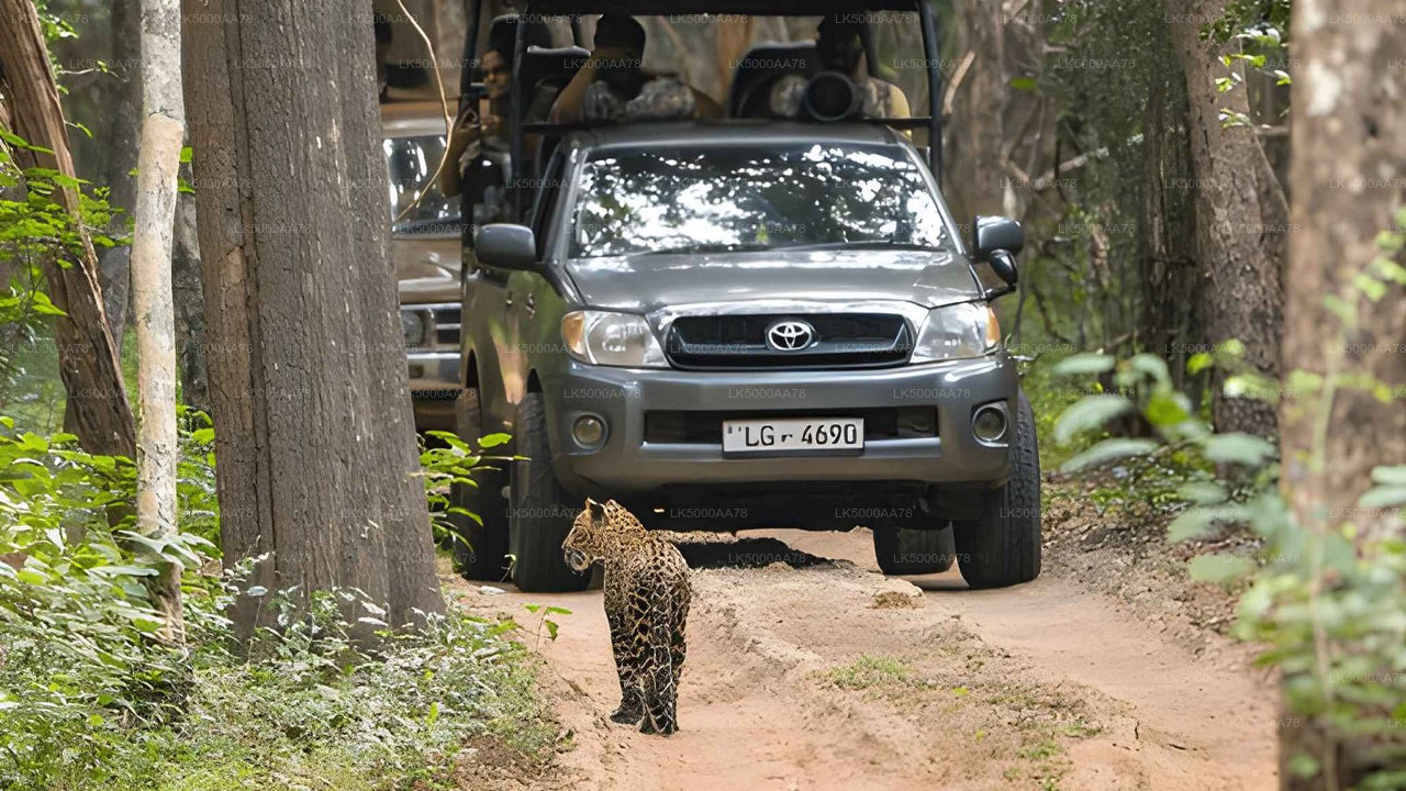 Wilpattu Nationalpark Private Safari