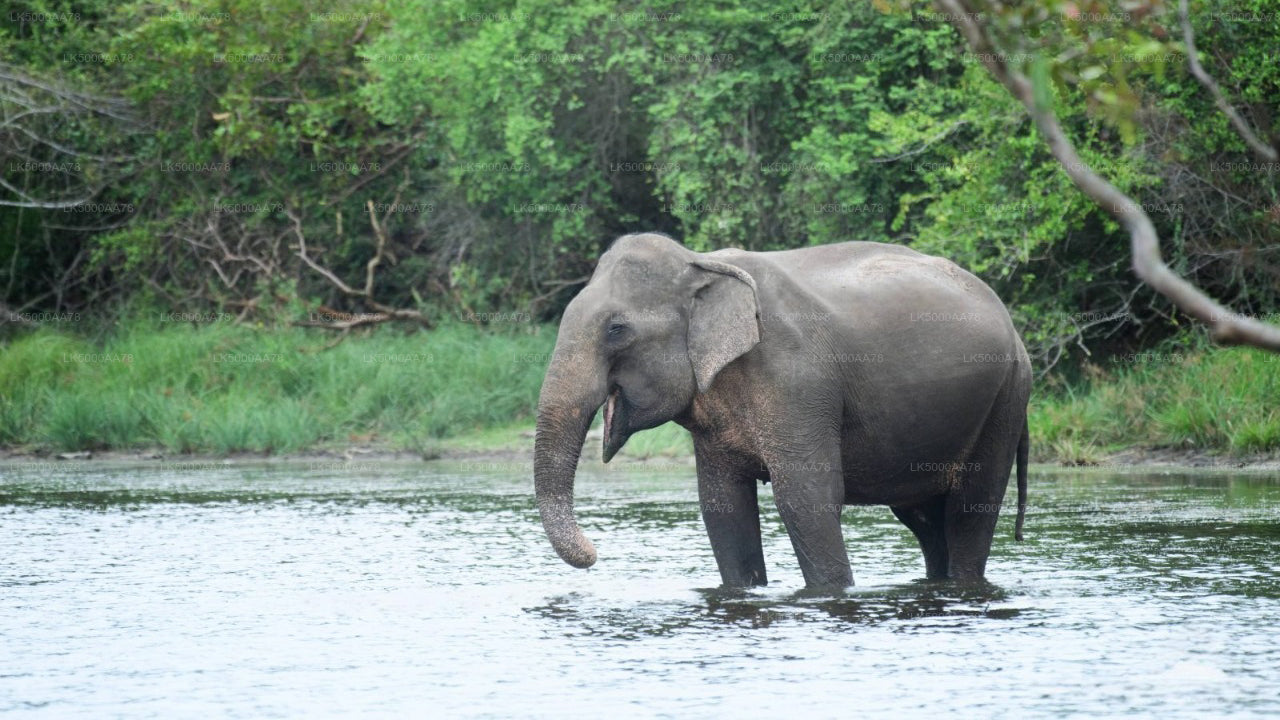 Wilpattu Nationalpark Private Safari