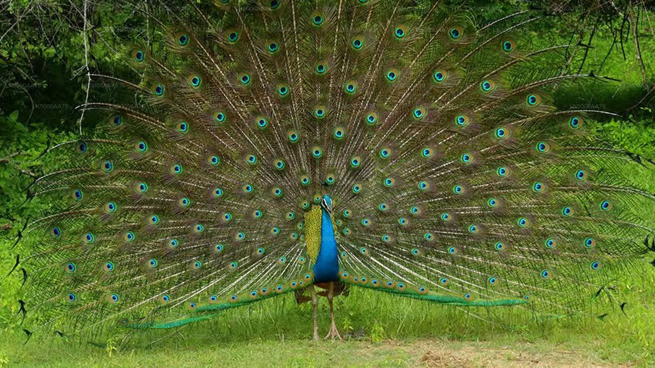 Wilpattu Nationalpark Private Safari