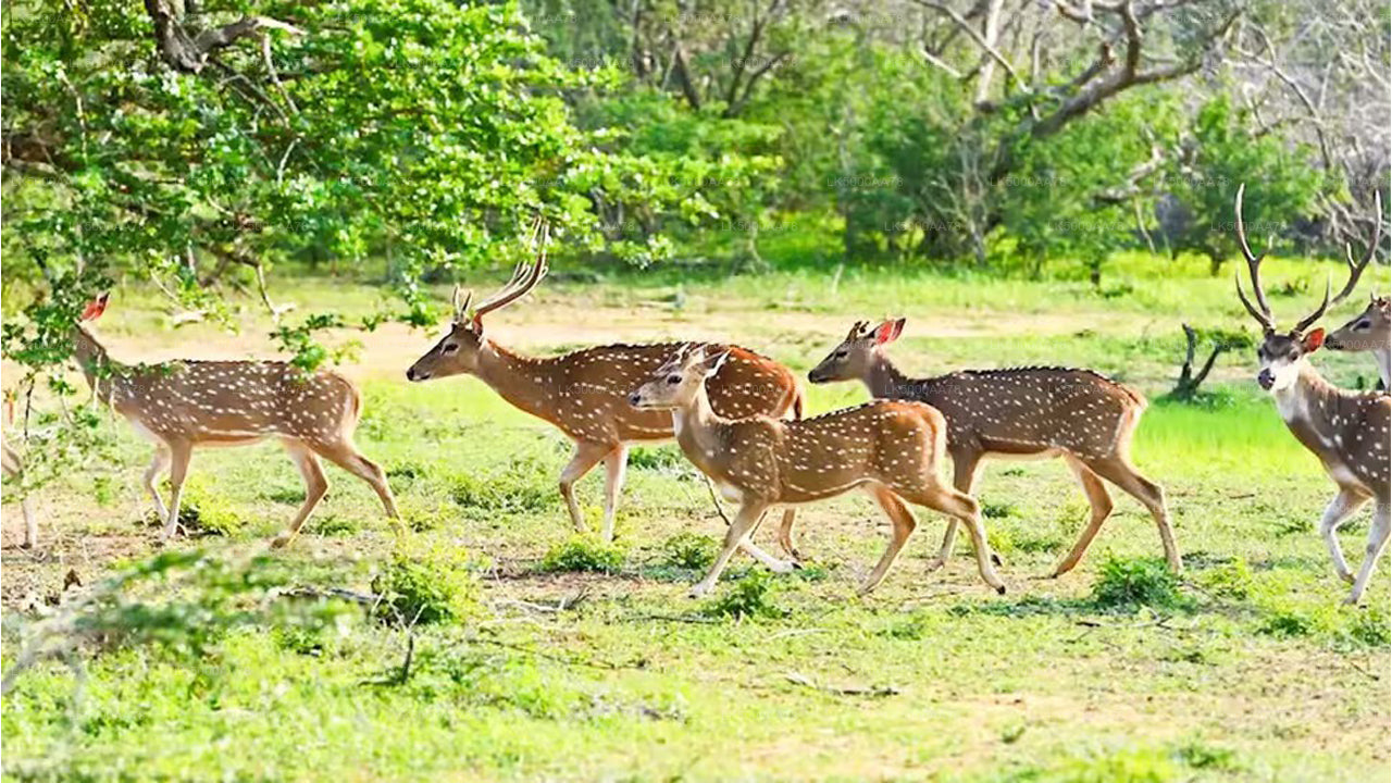 Wilpattu Nationalpark Private Safari