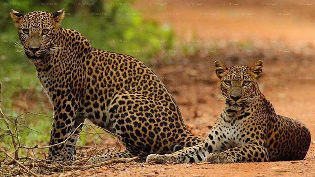 Wilpattu Nationalpark Private Safari