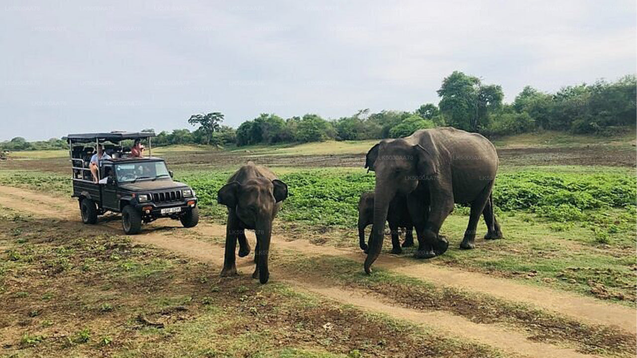 Wilpattu Nationalpark Private Safari