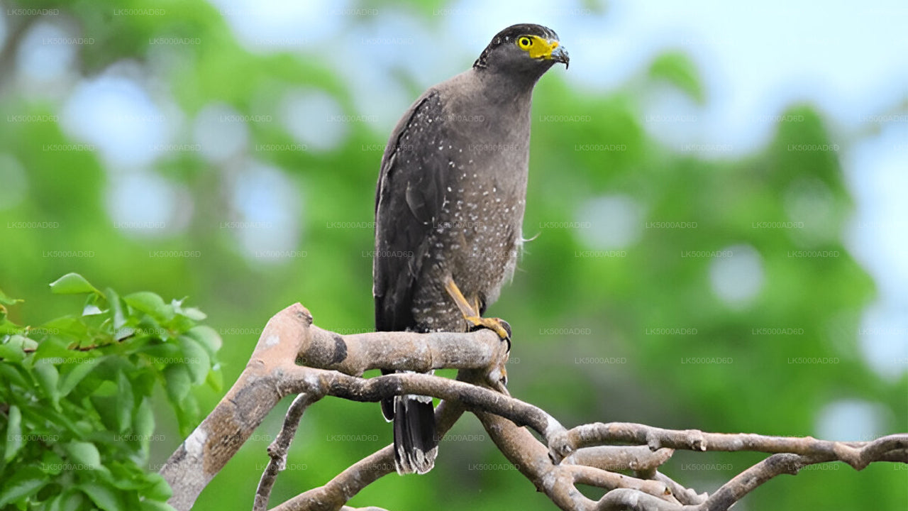 Privat tur fra Galle til Ella med Yala Safari