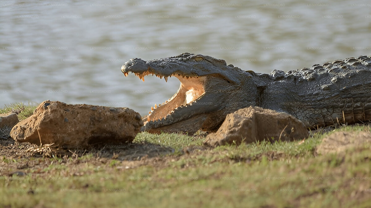 Privat tur fra Galle til Ella med Yala Safari