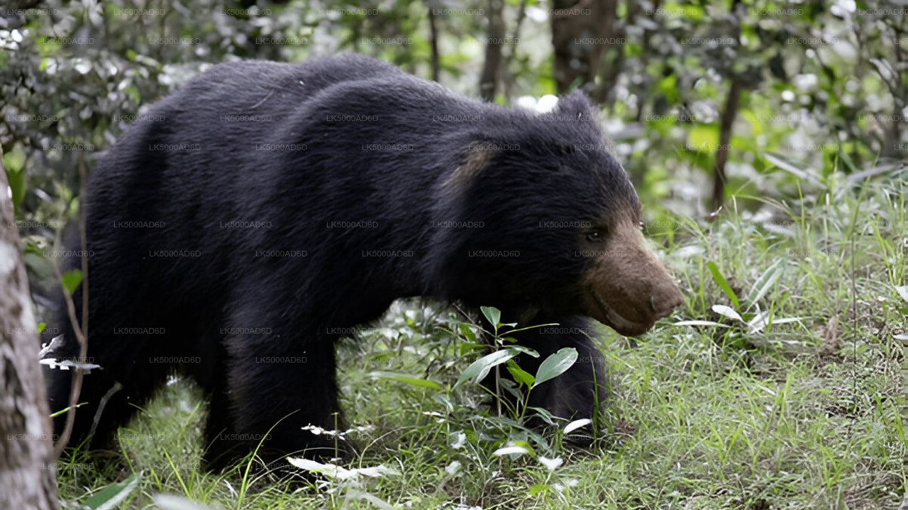 Privat tur fra Galle til Ella med Yala Safari