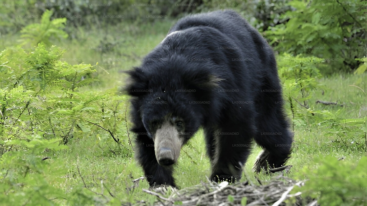 Privat tur fra Galle til Ella med Yala Safari