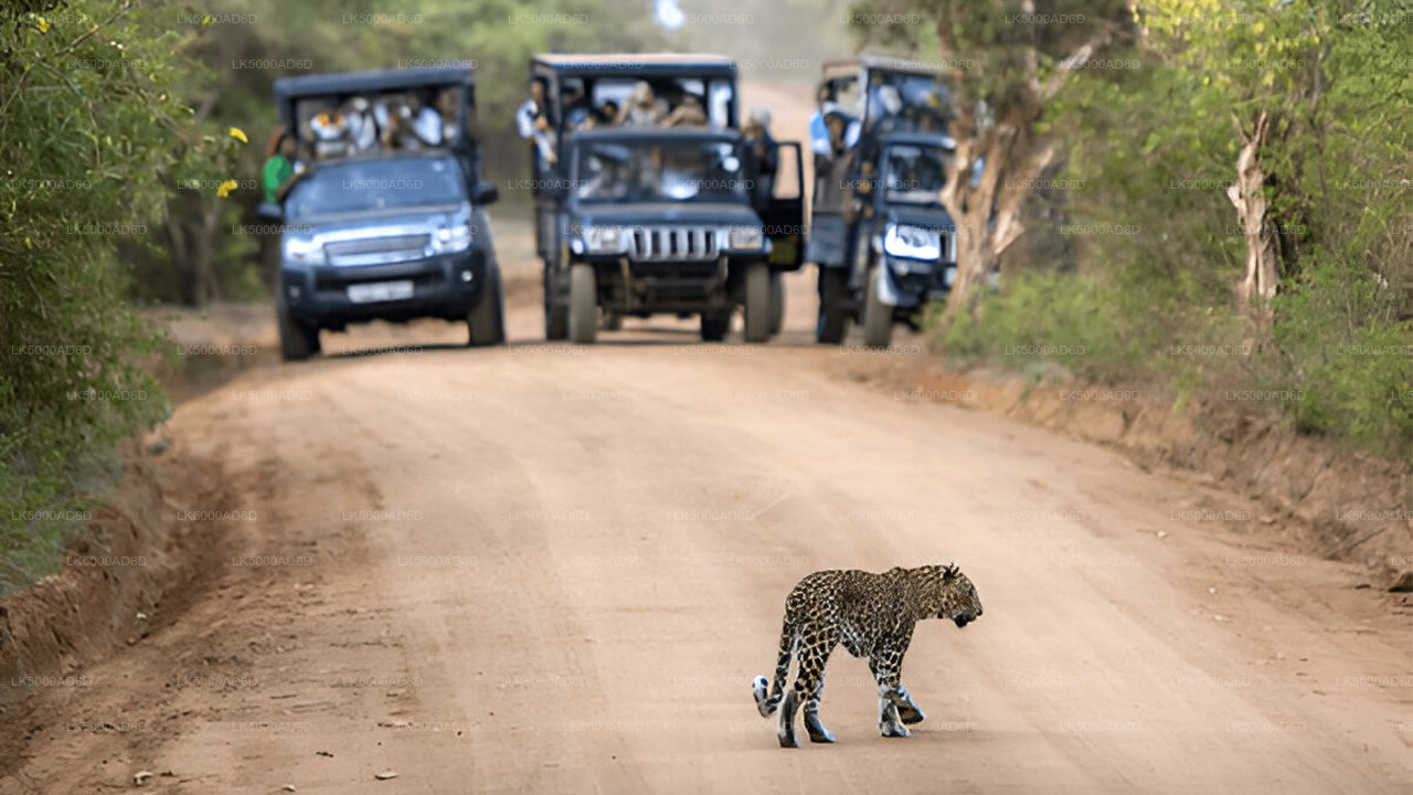 Privat tur fra Galle til Ella med Yala Safari