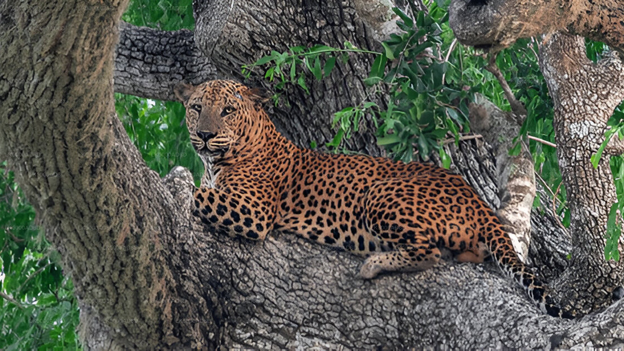 Privat tur fra Galle til Ella med Yala Safari