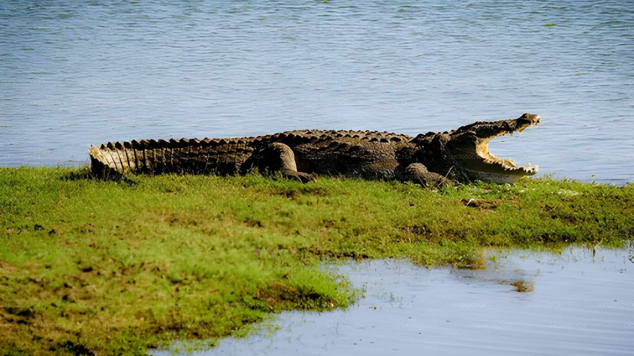 Privat tur fra Ella til Hiriketiya med Udawalawe Safari