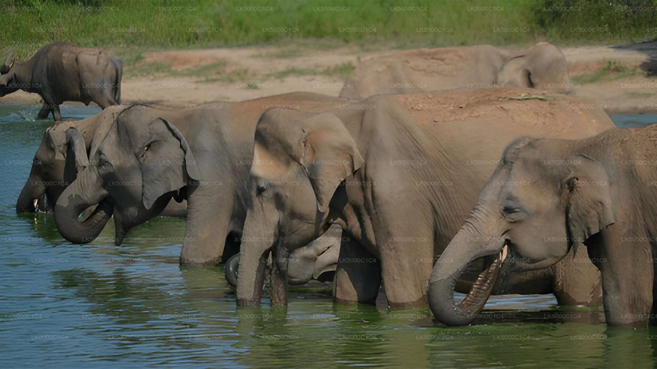 Privat tur fra Ella til Hiriketiya med Udawalawe Safari