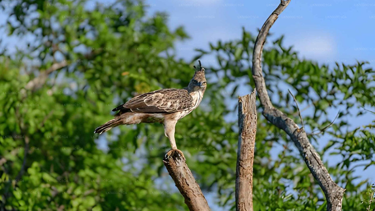 Privat tur fra Ella til Hiriketiya med Udawalawe Safari