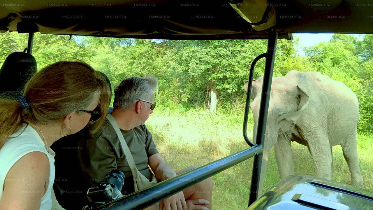 Privat tur fra Ella til Hiriketiya med Udawalawe Safari