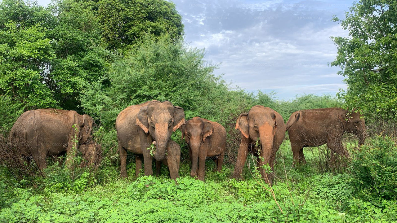 Privat tur fra Ella til Hiriketiya med Udawalawe Safari