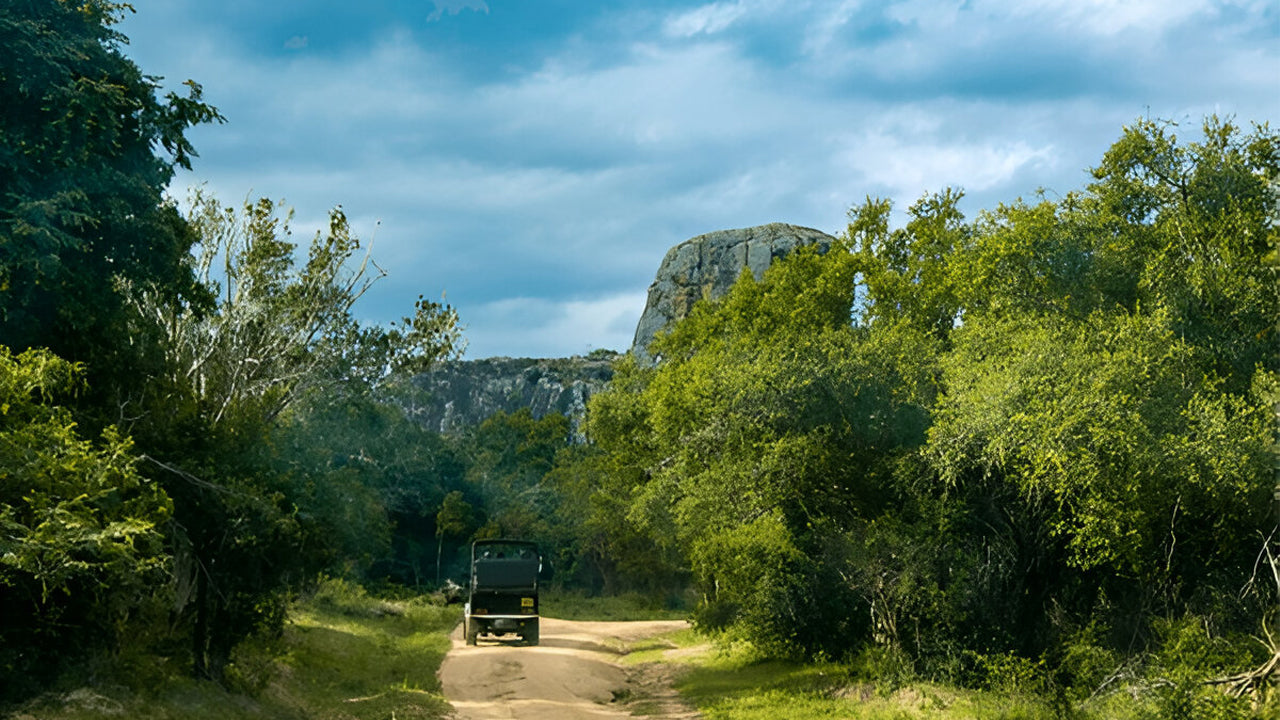 Yala Nationalpark (Blok 5) Etisk safari