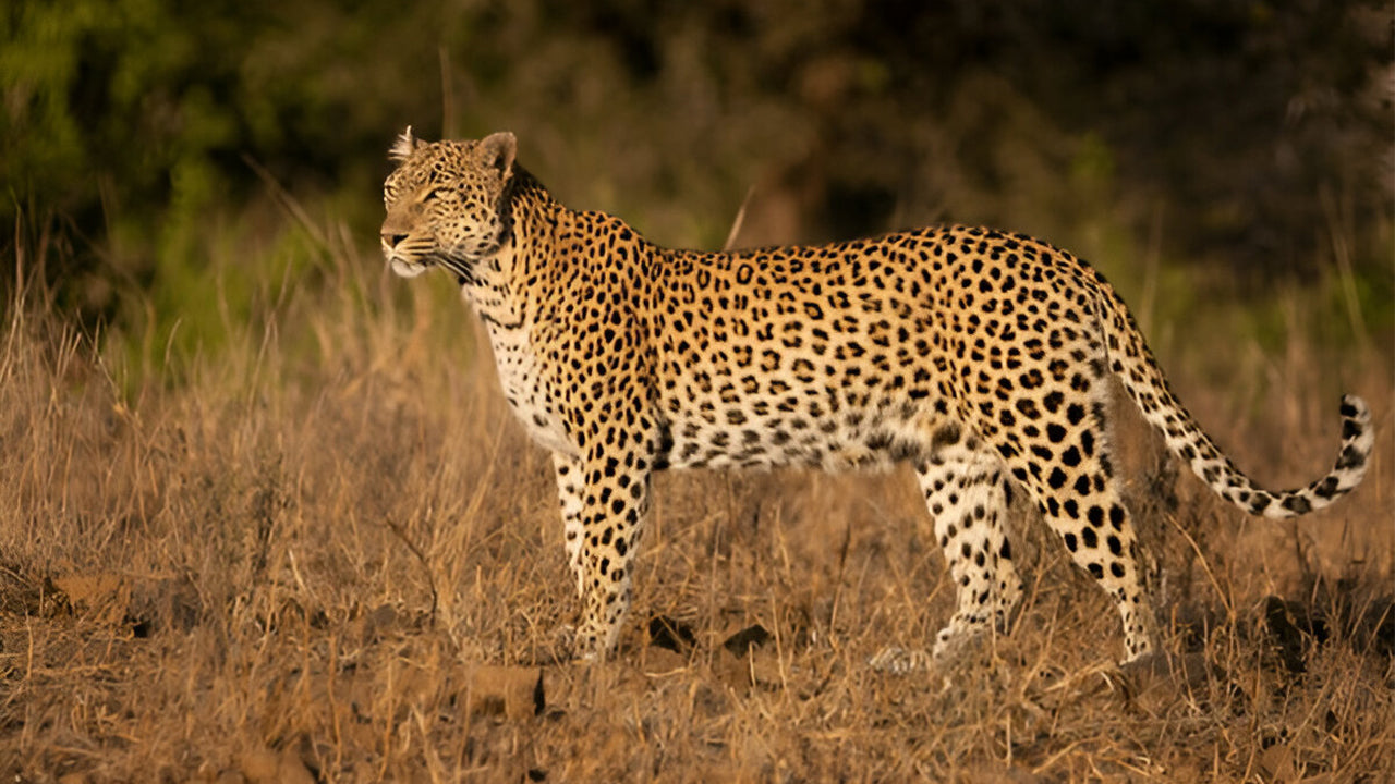 Yala Nationalpark (Blok 5) Etisk safari