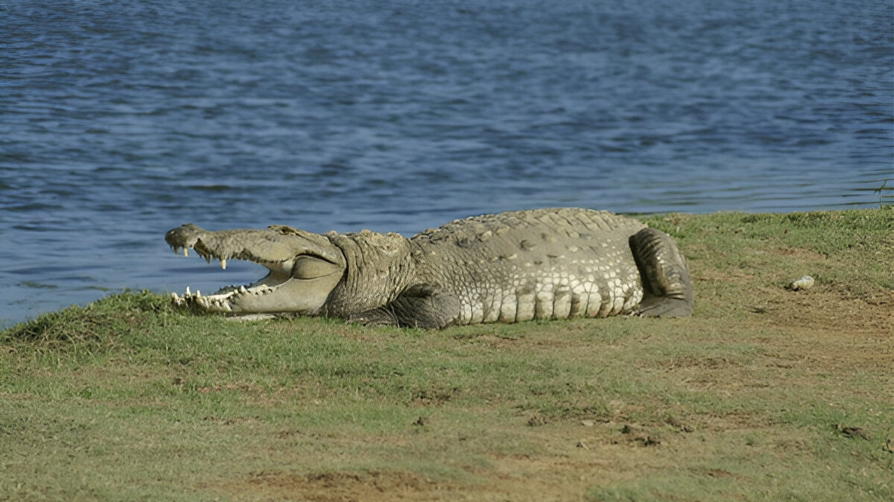 Yala Nationalpark (Blok 5) Etisk safari