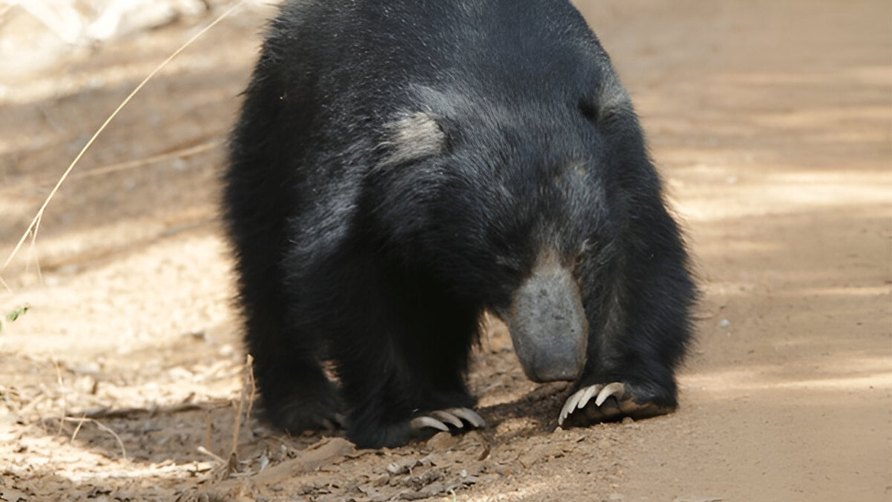 Yala Nationalpark (Blok 5) Etisk safari