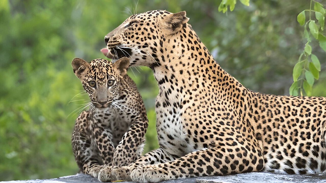 Yala Nationalpark (Blok 5) Etisk safari