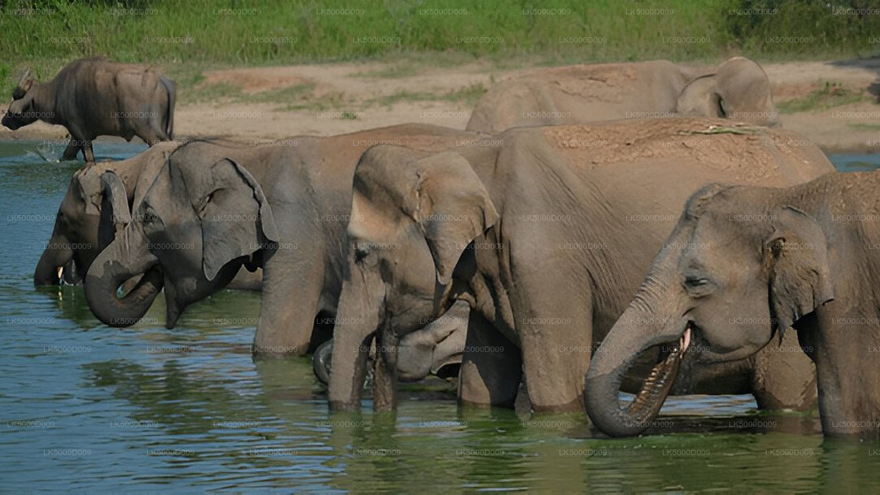 Privat tur fra Galle til Ella med Udawalawe Safari