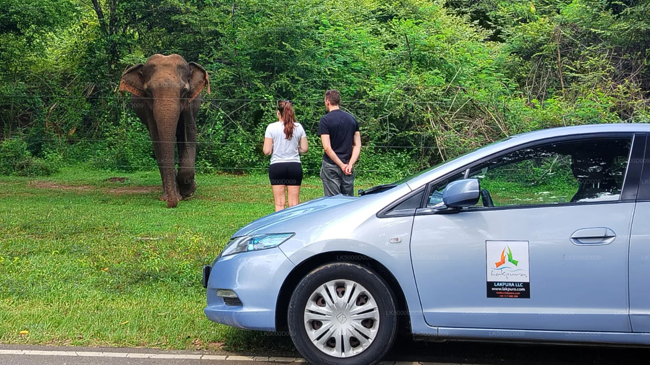 Privat tur fra Galle til Ella med Udawalawe Safari