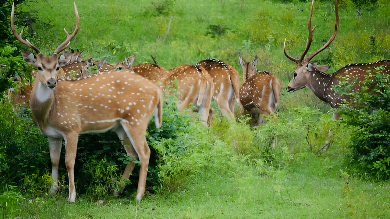 Private Tour  from Unawatuna to Ella with Yala Safari