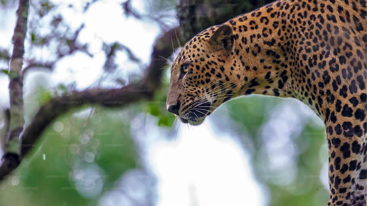 Privat tur fra Ella til Hiriketiya med Yala Safari