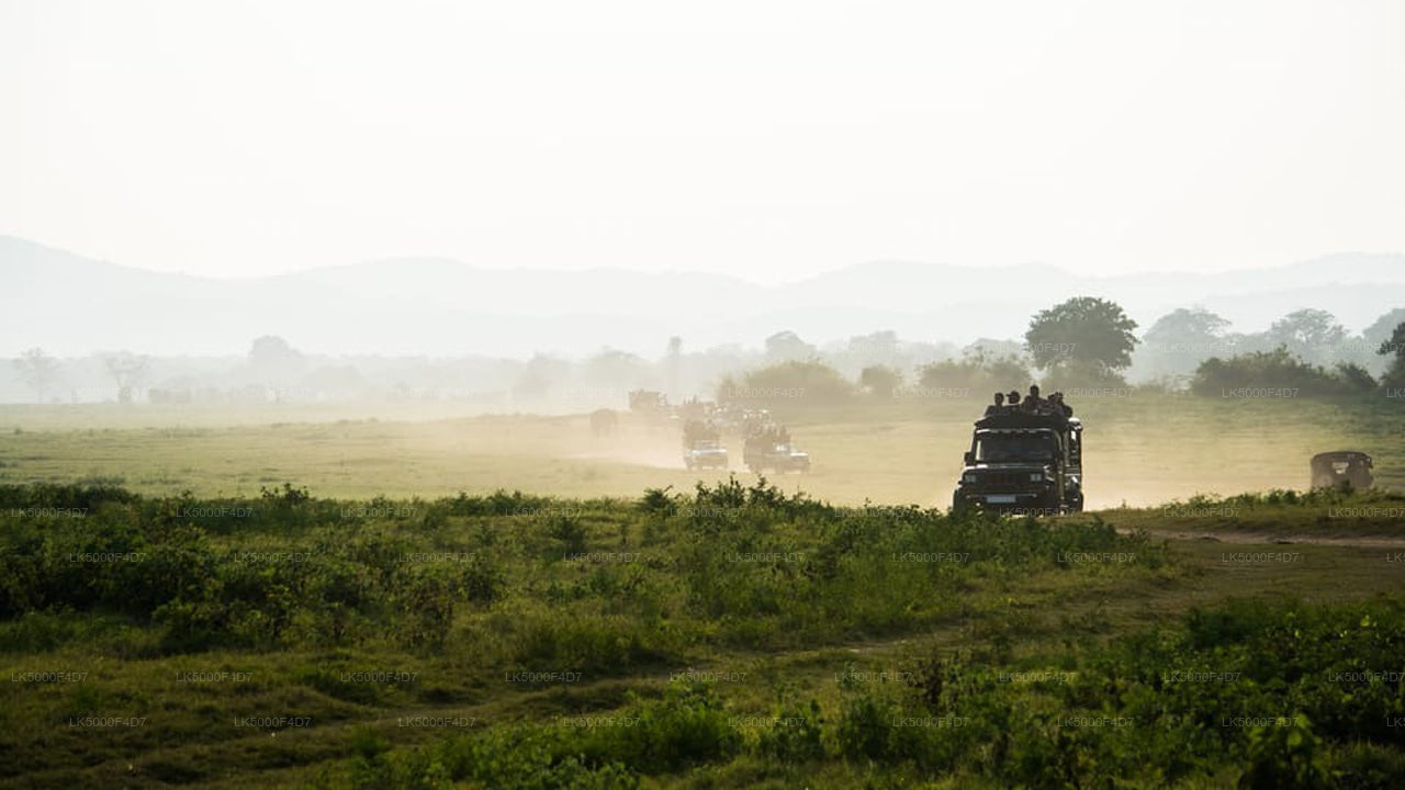 Privat tur fra Ella til Hiriketiya med Yala Safari