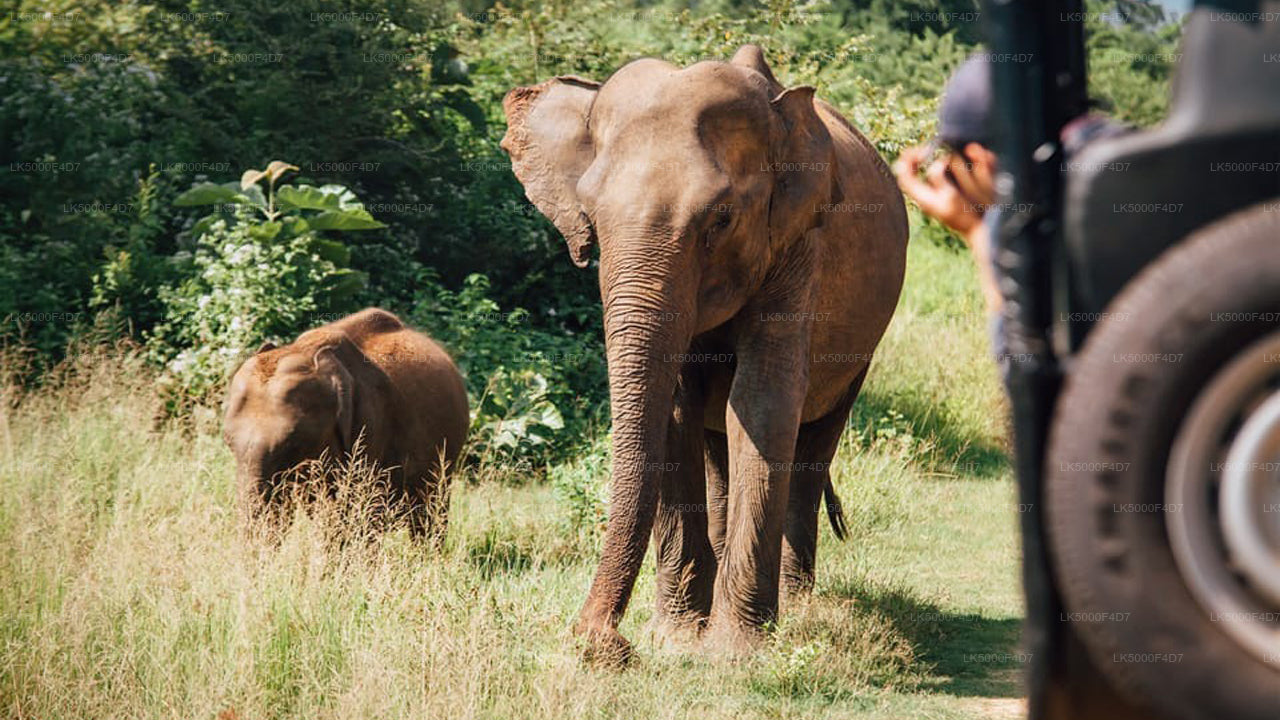 Privat tur fra Ella til Hiriketiya med Yala Safari