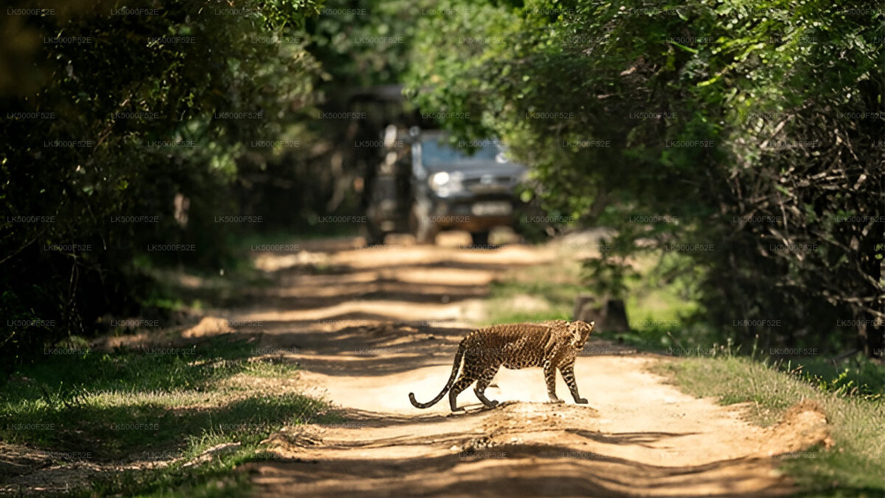 Yala Nationalpark Blok 1 Safari