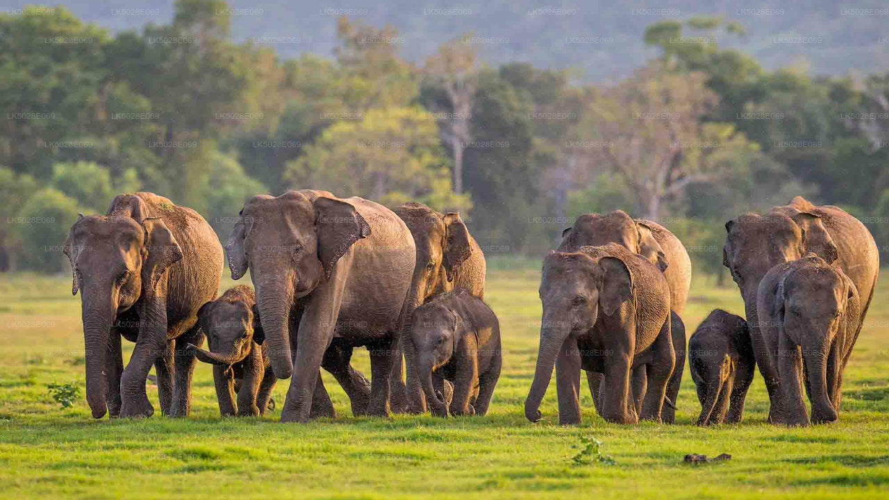 Den store elefantsamlings privat safari fra Minneriya