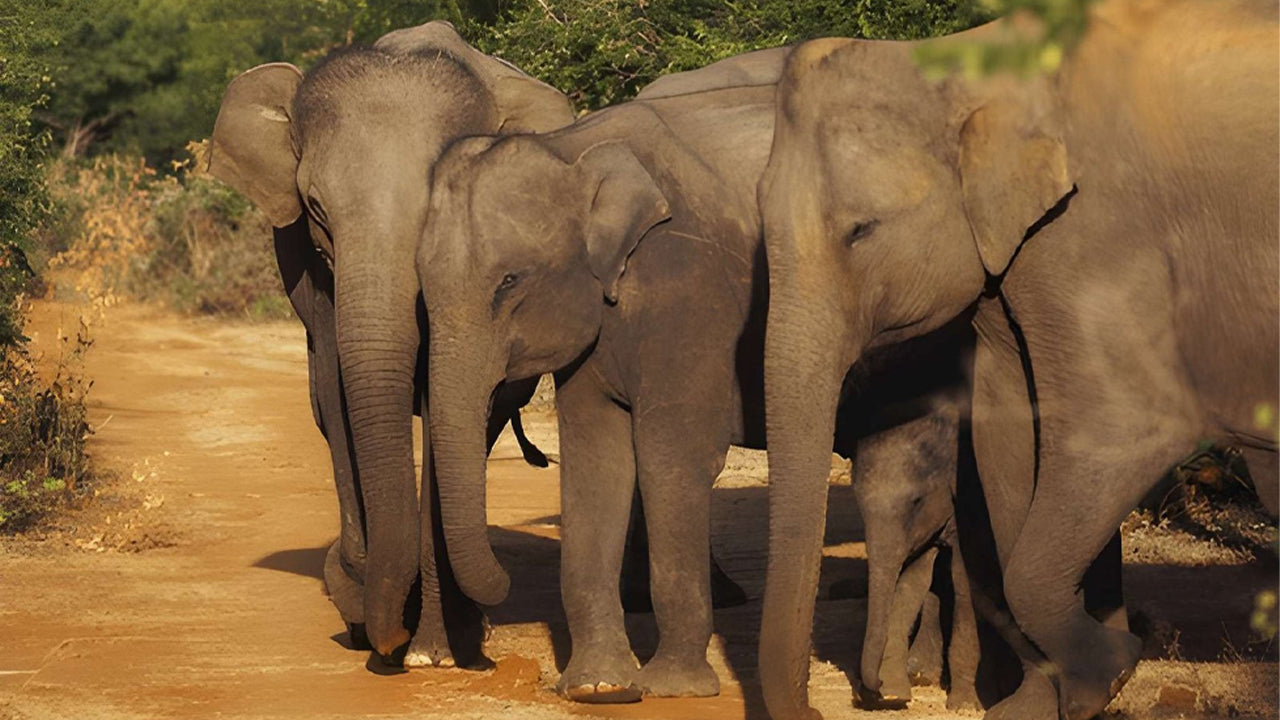 Udawalawe National Park Privat Safari med naturforsker