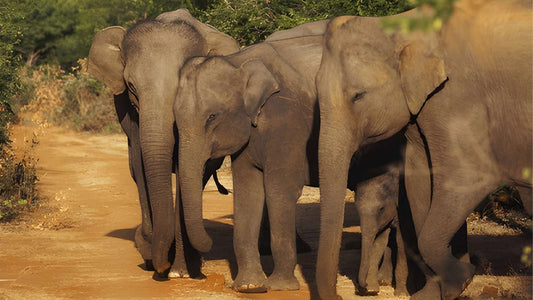 Udawalawe National Park Privat Safari med naturforsker