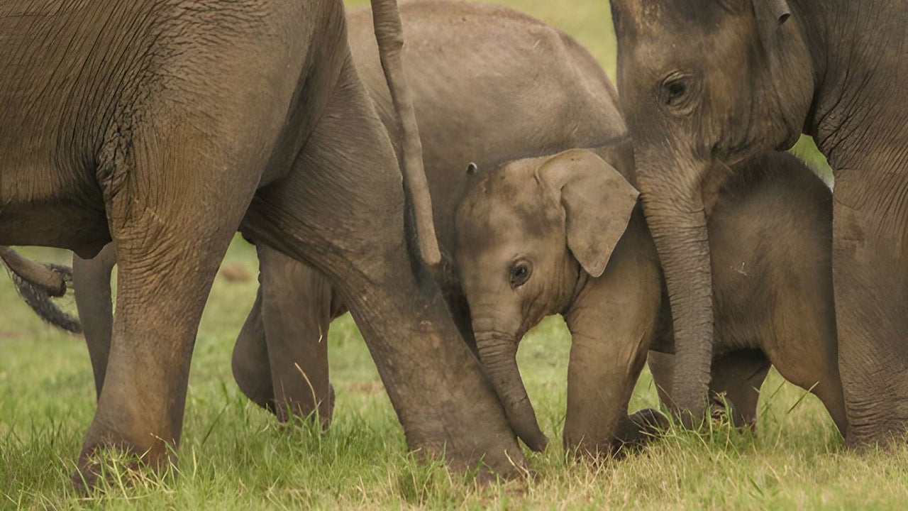 Udawalawe National Park Privat Safari med naturforsker