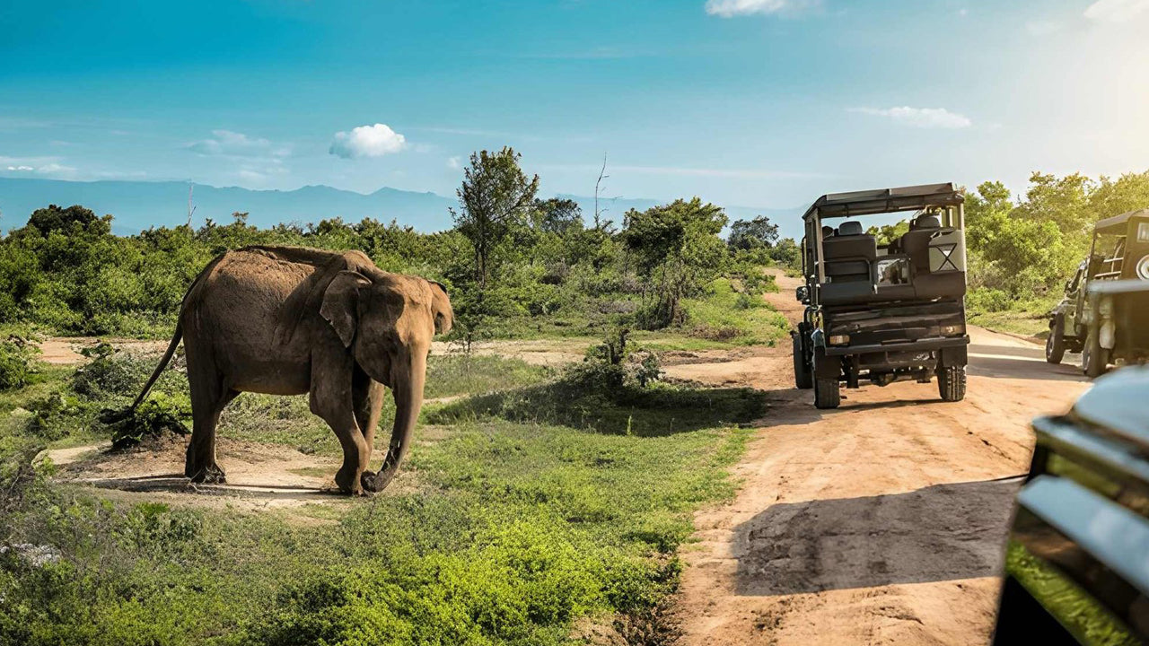 Udawalawe National Park Privat Safari med naturforsker