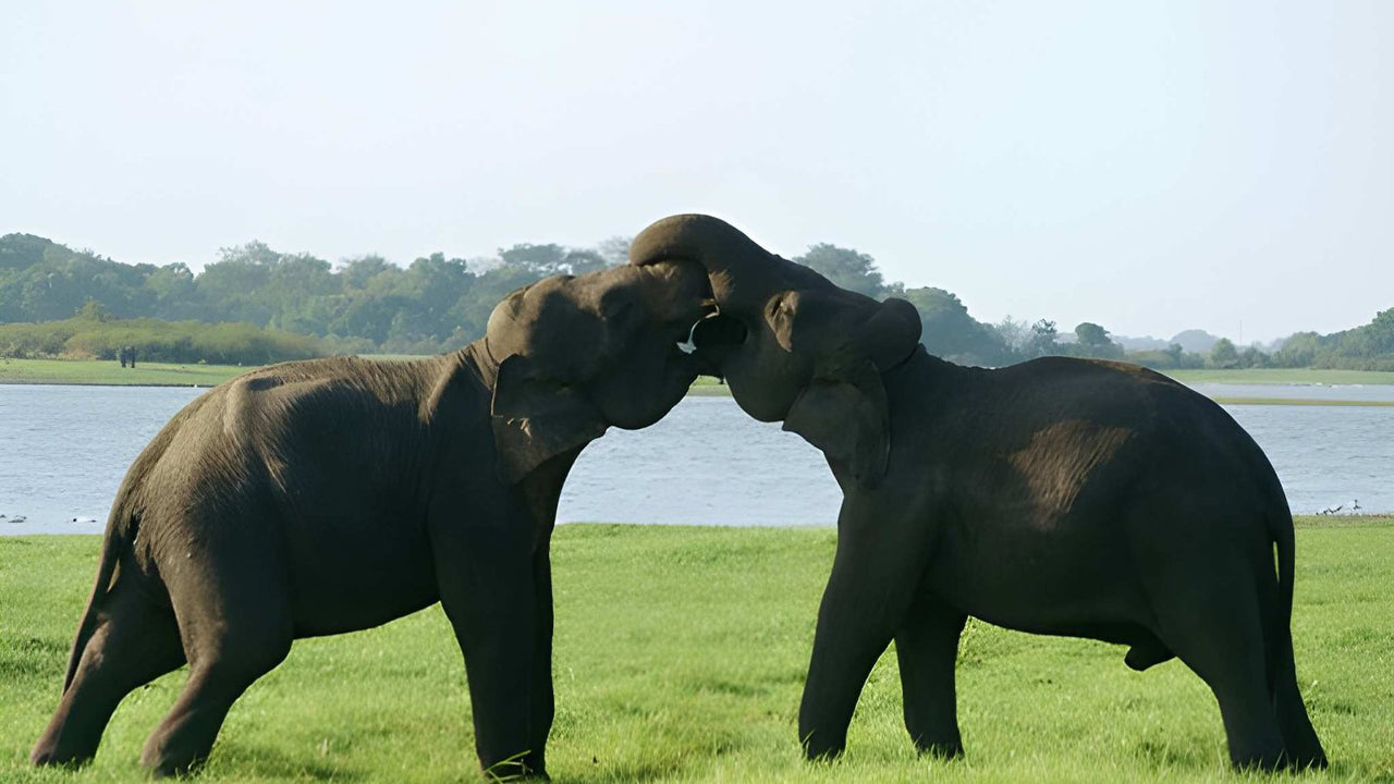 Udawalawe National Park Privat Safari med naturforsker