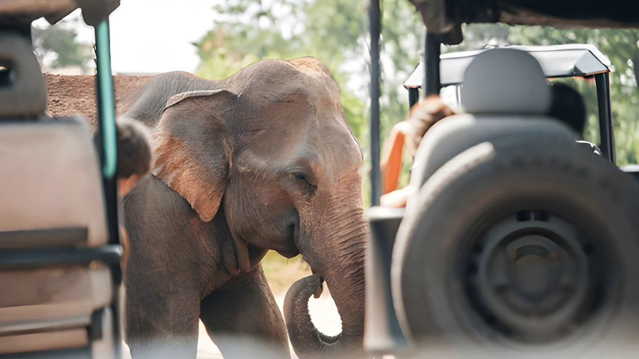 Udawalawe National Park Privat Safari med naturforsker