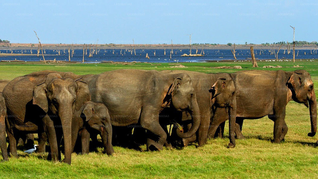Minneriya Nationalpark Private Safari