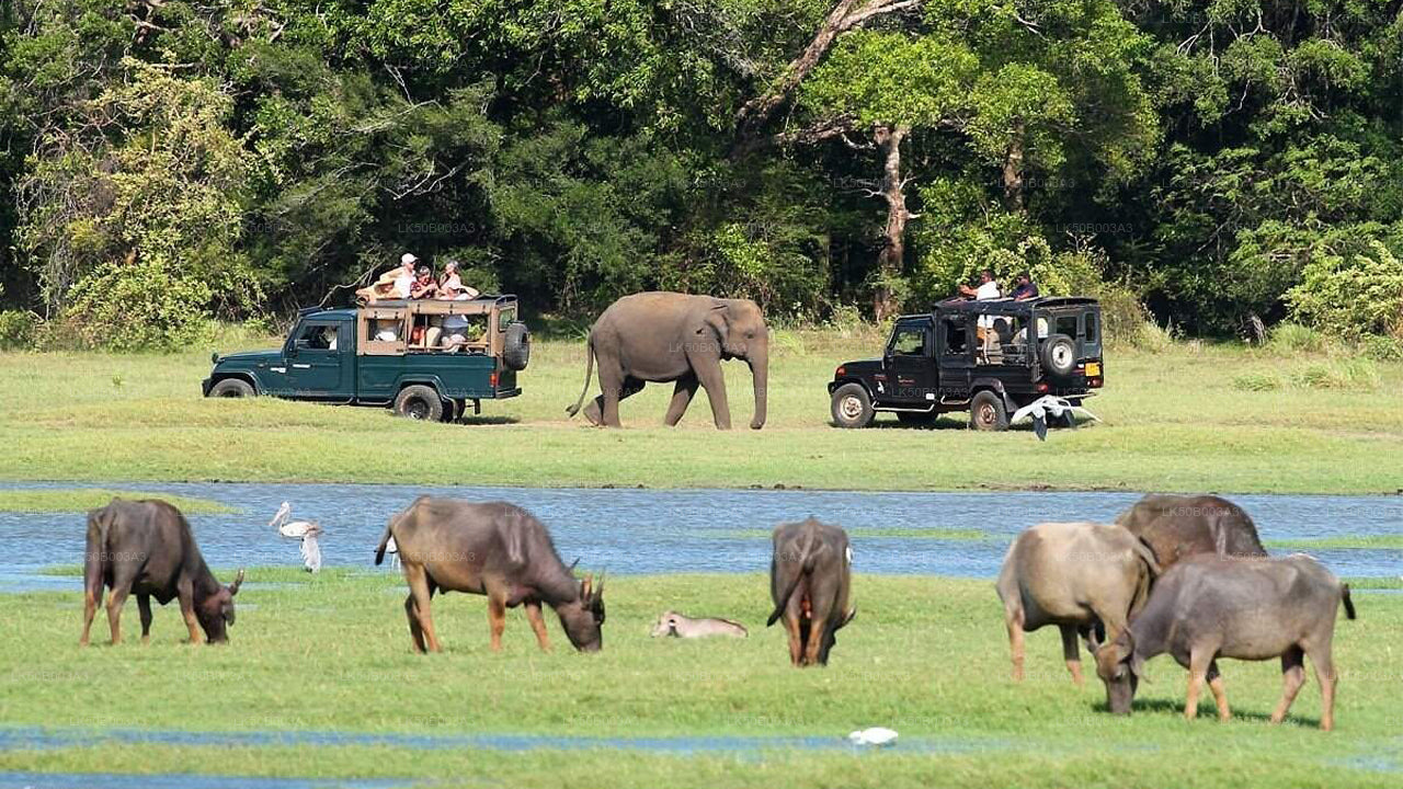 Minneriya Nationalpark Private Safari