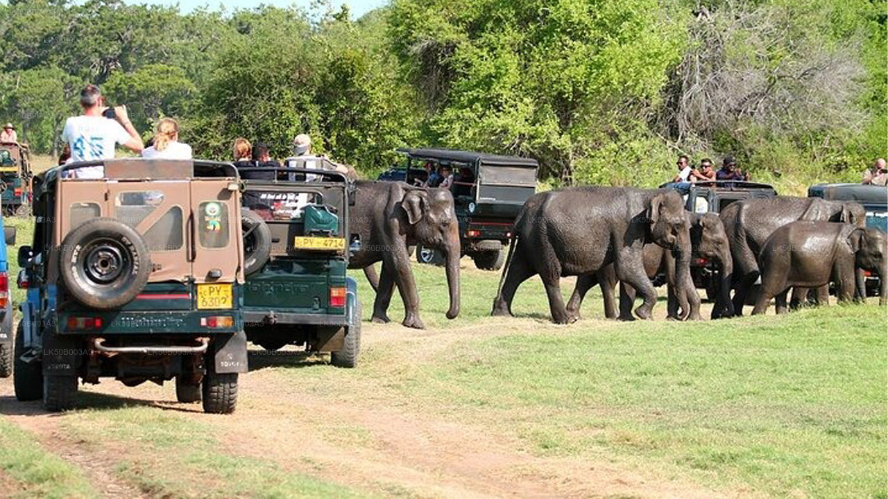 Minneriya Nationalpark Private Safari