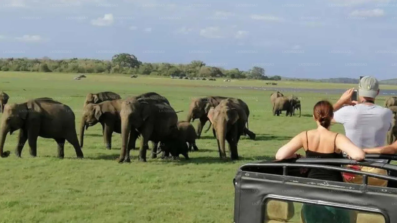 Minneriya Nationalpark Private Safari