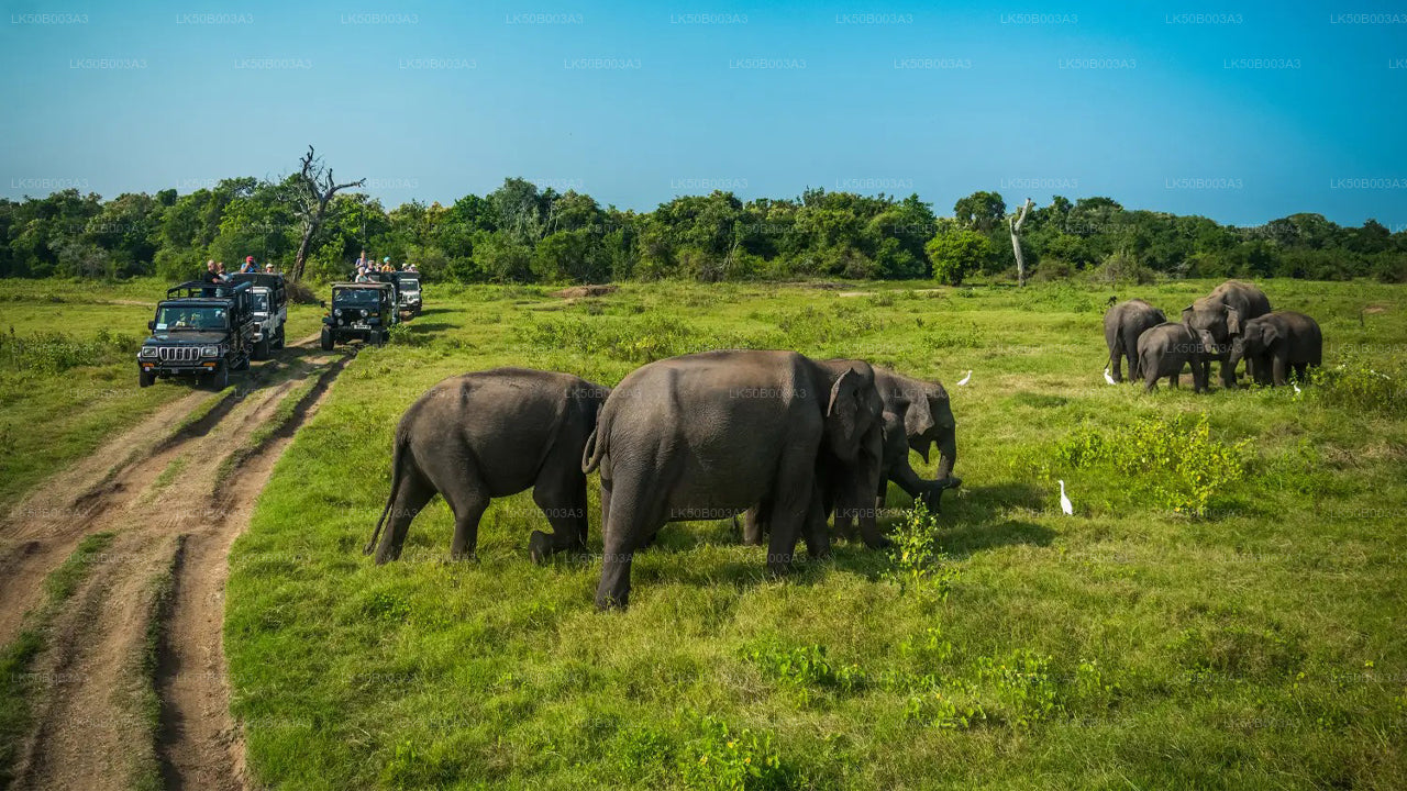 Minneriya Nationalpark Private Safari