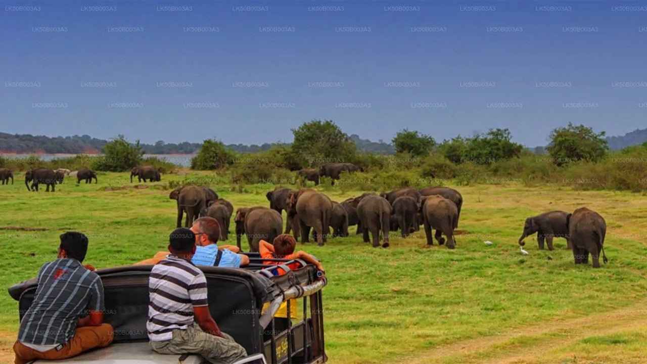 Minneriya Nationalpark Private Safari