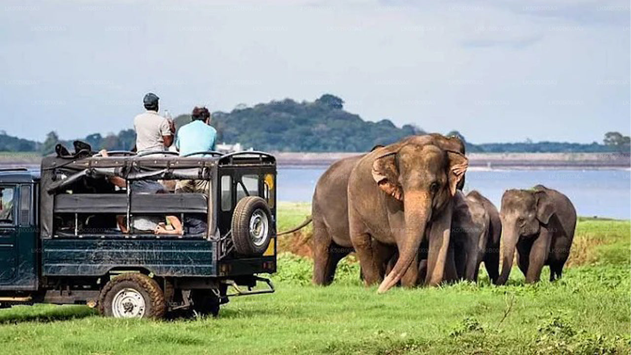 Minneriya Nationalpark Private Safari