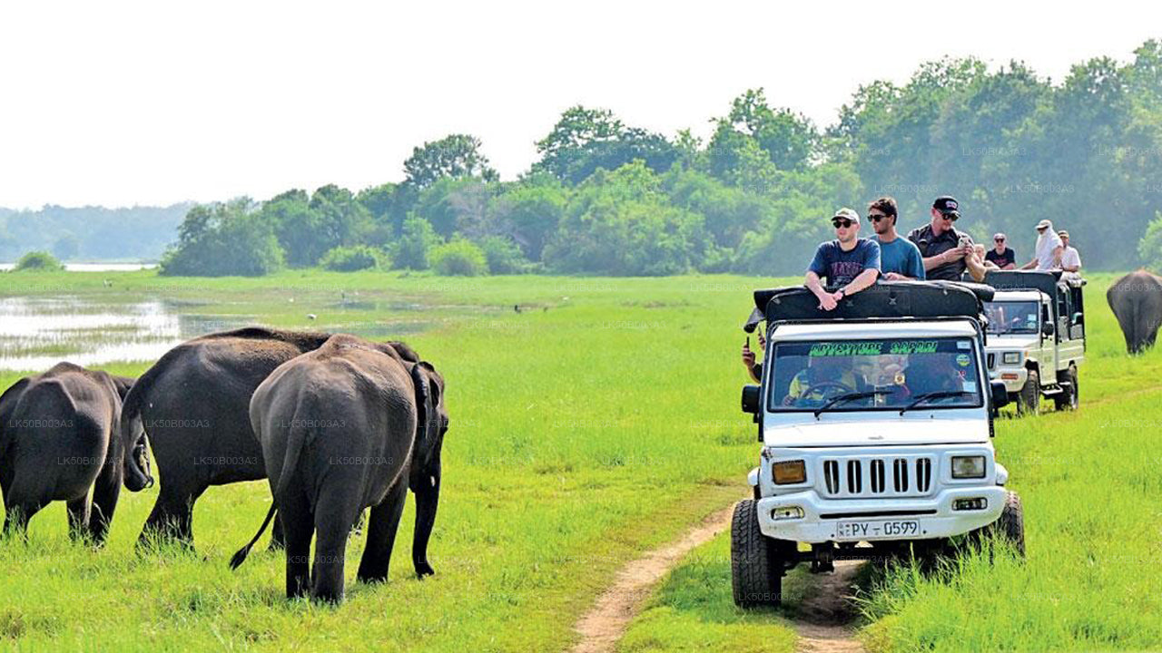 Minneriya Nationalpark Private Safari