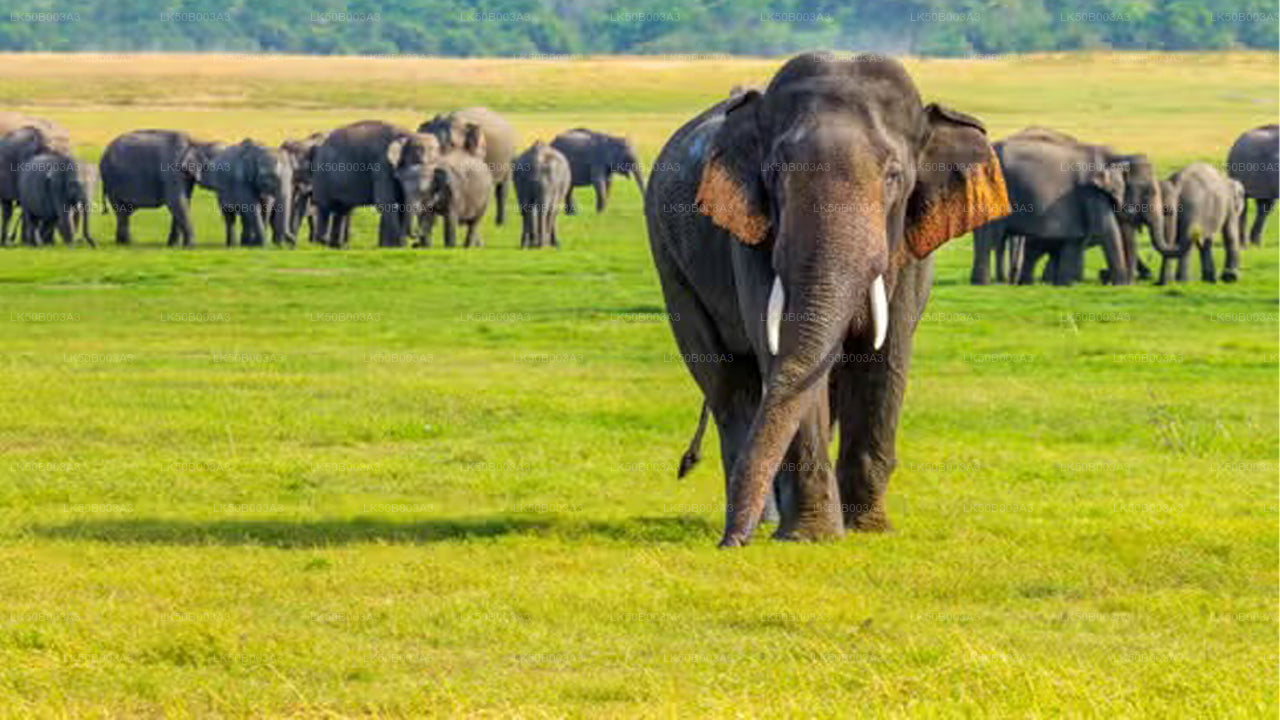 Minneriya Nationalpark Private Safari