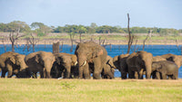 Delt safari i Kaudulla Nationalpark