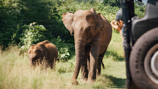 Hurulu Eco Park Privat Safari