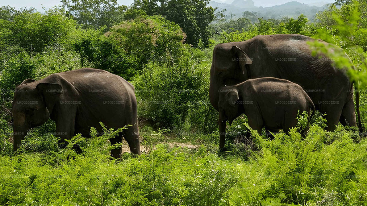 Hurulu Eco Park Privat Safari