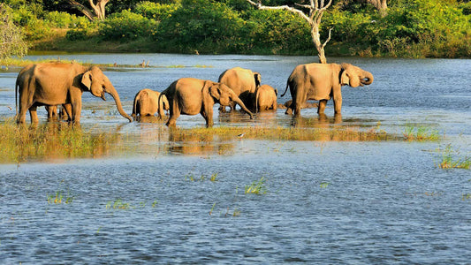Bundala Nationalpark Private Safari