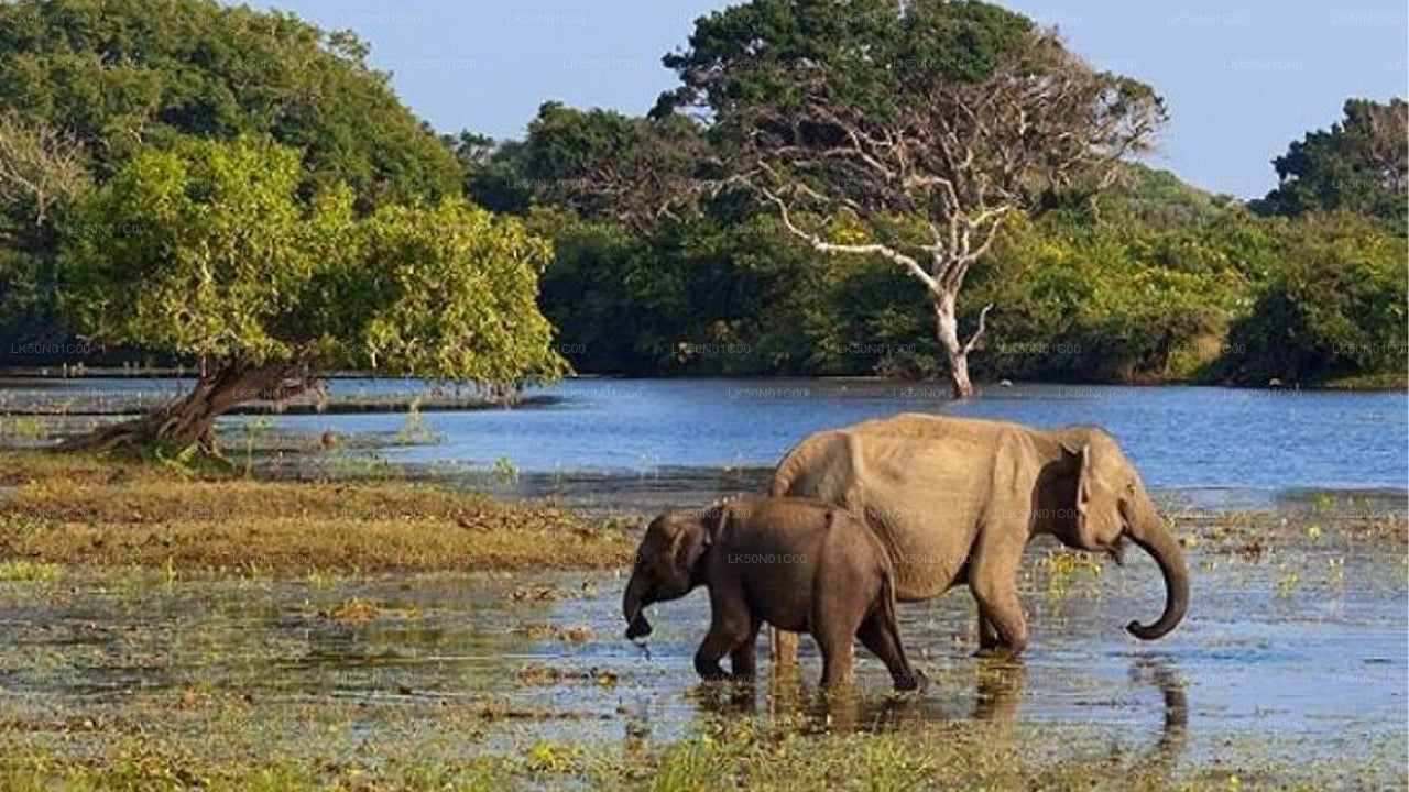 Maduru Oya National Park Privat Safari med Naturforsker